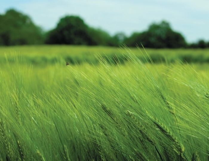 Каникулы для здоровья - Санаторий «им. Сеченова» Ессентуки